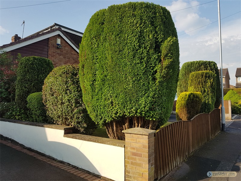 Conifers Trimmed